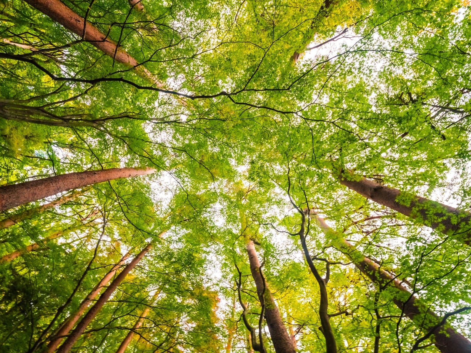 Potatura e abbattimento alberi in prossimità delle linee elettriche